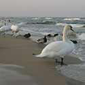 Ostseeküste als mögliches Ziel einer Klassenfahrt nach Mecklenburg-Vorpommern