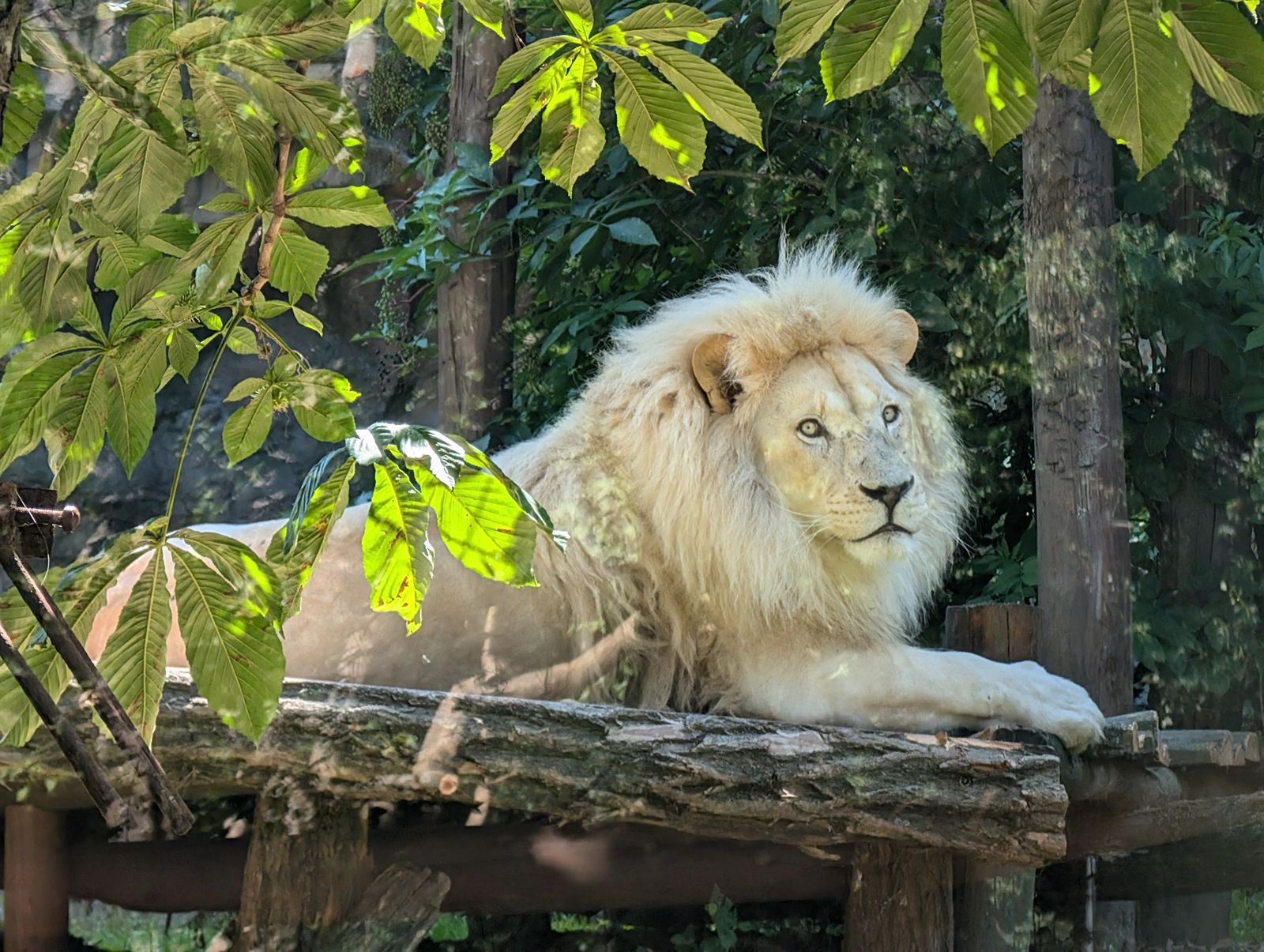Ruhender Löwe im Grünen – Symbolfoto für Tierpark-Ausflüge